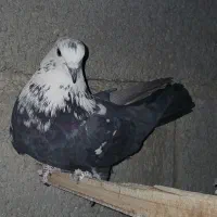 کبوتر|پرنده|طالقان, |دیوار