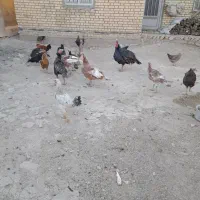 هشت عدد بوقلمون وچ با مادرشان ب فروش میرسد