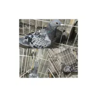 کبوتر پلاکی|پرنده|دهدشت, |دیوار