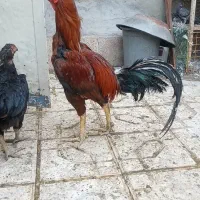 خروس لاری ومرغ لاری