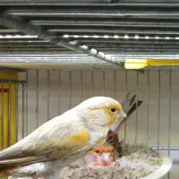 قناری آماده به کار|پرنده|شهریار, شهرک وائین|دیوار