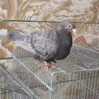 کبوتر ماده بسیار درشت