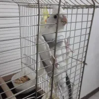 عروس هلندی|پرنده|اسلام‌شهر, مظفریه|دیوار