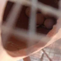 مرغ عشق|پرنده|خاش, |دیوار