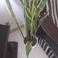 گل‌ سانسوریا