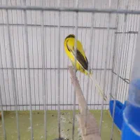 قناری رسمی بلند|پرنده|فولادشهر, مسکن مهر فولادشهر|دیوار