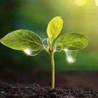 اجاره مدرک گیاه پزشکی