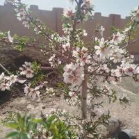 فروش خط موبایل