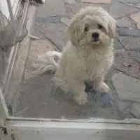 واگذاری سگ|سگ|بومهن, |دیوار