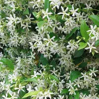 یاس جاسمین|گل و گیاه طبیعی|کرمان, |دیوار