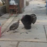 بوقلمون نر و ماده و خروس محلی|حیوانات مزرعه|شیراز, کیان آباد|دیوار