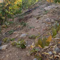 انجام کلیه ی کارهای باغ و باغچه