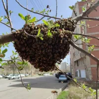 کلنی زنبور عسل کندو زنبورعسل