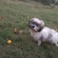 سگ پشمالو گمشده