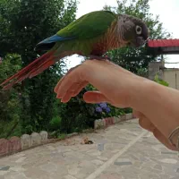 طوطی گرینچیک سبز|پرنده|رامسر, |دیوار