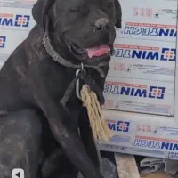 سگ کن کورسو|سگ|باغستان, |دیوار