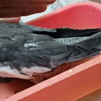 فنچ و قناری و عروس هلندی جوجه و جفت|پرنده|شیراز, شهرک سراج‎|دیوار