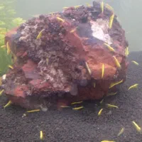 میگو شرمپ گوپی گیاه آکواریم|ماهی|کرج, ملک‌آباد|دیوار