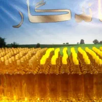 اولین تولید کننده واقعی روغن های گیاهی درمانی