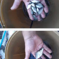 ماهی کپورزبرو زرنگ عمده|ماهی|رشت, حومه رشت|دیوار