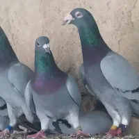 دو دسته کبوتر اصالت دار