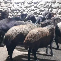 ۸ میش شیشک ابستن|حیوانات مزرعه|سیلاخور, |دیوار