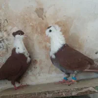 کفتر پرشی کلاغ کرواتی طوقی سینه سرخ دم ابلغ سار|پرنده|مشهد, طبرسی شمالی|دیوار