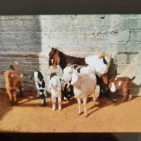 دوراس بز پنج راس کهره