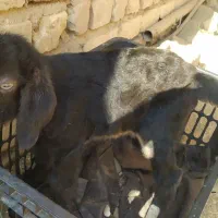 بزغاله نر ، شیرخور ، 12 روزه|حیوانات مزرعه|کویرات, |دیوار