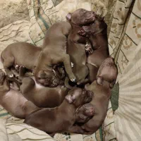 واگذاری توله پیتبول