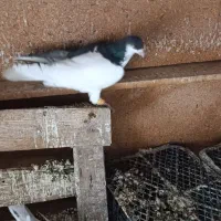 پرنده کبوتر|پرنده|تاکستان, |دیوار