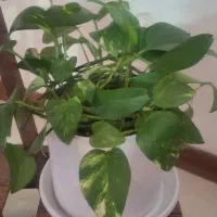 پتوس و فیلودندرون و کامپکت