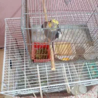 پرنده.عروسهلندی