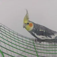 عروس هلندی نر با قفس|پرنده|سیرجان, |دیوار