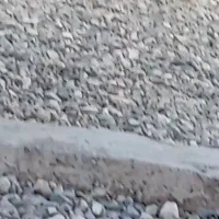 خرگوش فروشی