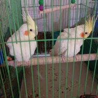 عروس هلندی  ماده