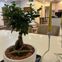 گل بنسای|گل و گیاه طبیعی|کرج, فاز ۳ مهرشهر|دیوار