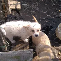 سگ پاکوتاه شیتزو اشپیتز پامریین|سگ|رودسر, |دیوار