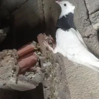 طوقی جوجه|پرنده|کهنوج, |دیوار