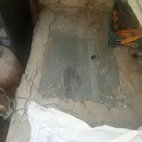 کبوتر سبز مسافتی و جنگی