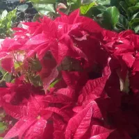 فروش گلهای اپارتمانی و تزئینی خاص|گل و گیاه طبیعی|مشکین‌دشت, |دیوار