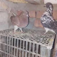 ایرانی اصیل|پرنده|کهنوج, |دیوار