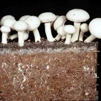 دوره آموزشی تکثیر و پرورش قارچ خوراکی|خدمات آموزشی|مشهد, احمدآباد|دیوار