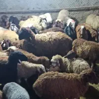 هدف گوشتی زنده مشتری مداری در  جهان کودک