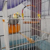 عروس هلندی سالم وسرحال  سخنگوو|پرنده|سوسنگرد, |دیوار