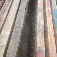 زنبور عسل