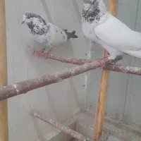 کفتر کبوترپرشی کلدمسبز