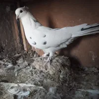 کفتر پرشی|پرنده|ساوه, |دیوار