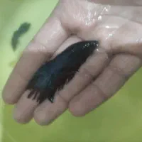 سیچلاید ، فایتر نر و ماده|ماهی|مشهد, امیر آباد|دیوار