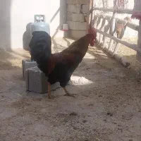 خروس جوان و سنگین وزن